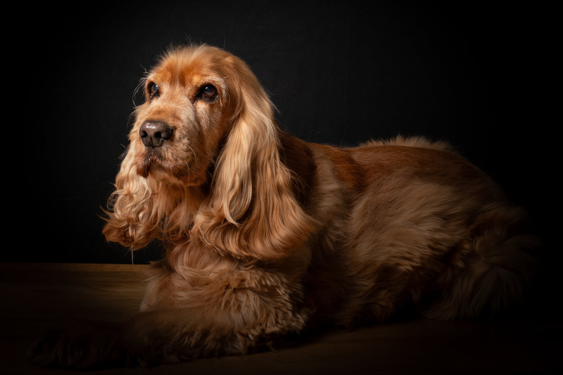 Cocker spaniel anglais doré couché de profil sur fond noir, regard levé — séance portrait de chien en studio à Perpignan