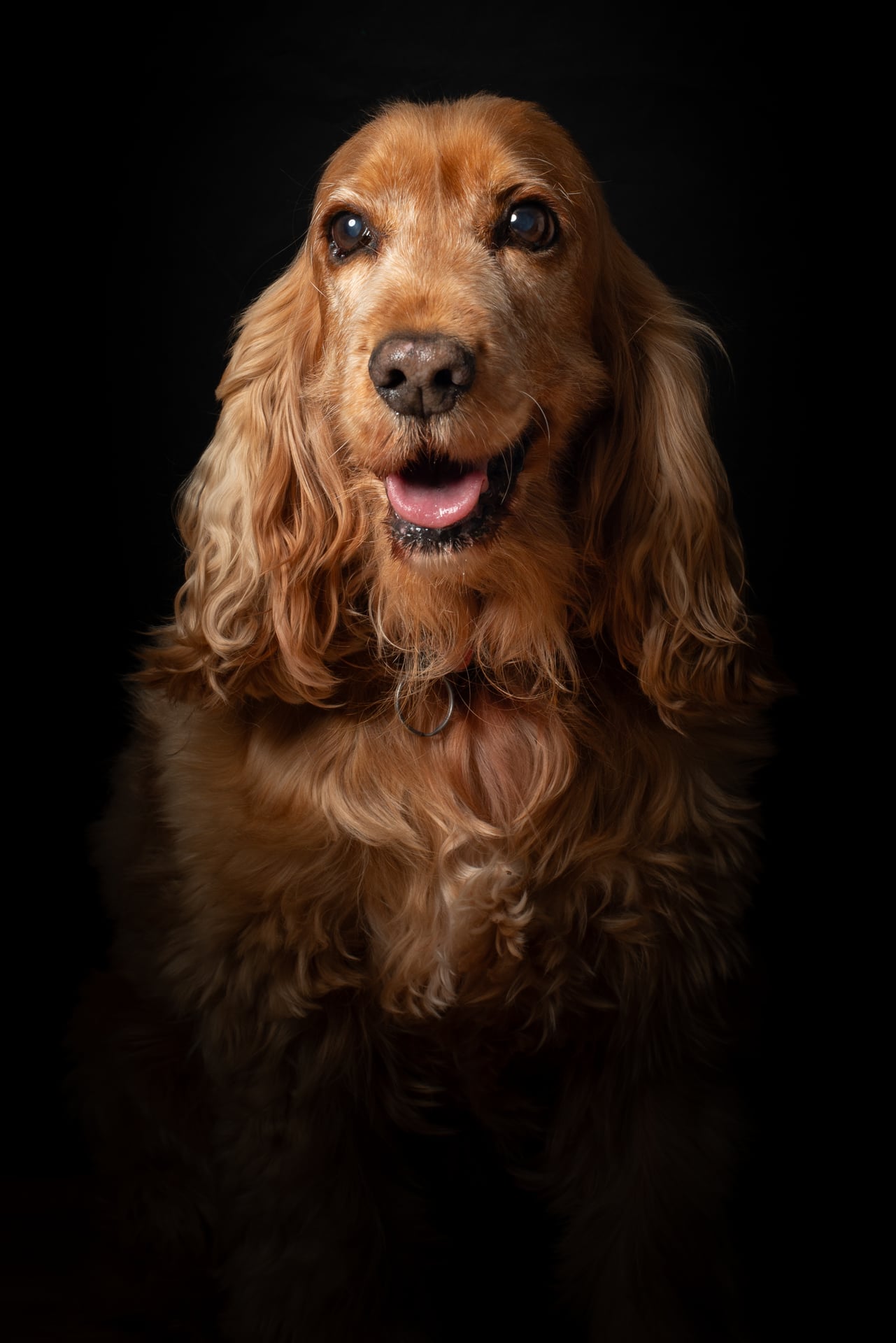 Portrait studio d'un cocker spaniel anglais doré sur fond noir — Portraits Fidèles, photographe animalier Perpignan